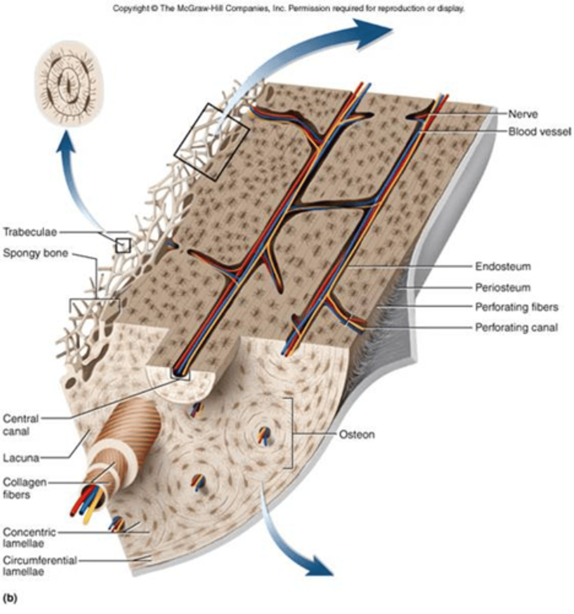 <p>Hard, dense bone tissue that is beneath the outer membrane of a bone (the periosteum)</p><p>This type of bony tissue is based on a microscopic arrangement of bone called an osteon.</p>