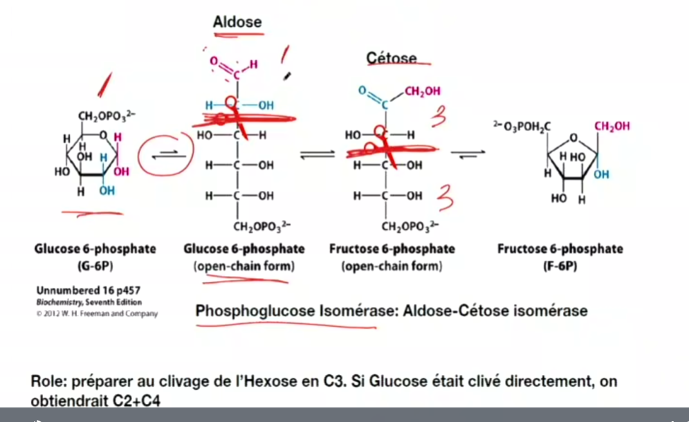 <ul><li><p>important de isomeriser glucoser, make fructose </p></li><li><p>Role: préparer au clivage de l’Hexose en C3. Si Glucose était clivé directement, on obtiendrait C2+C4</p></li></ul><p></p>