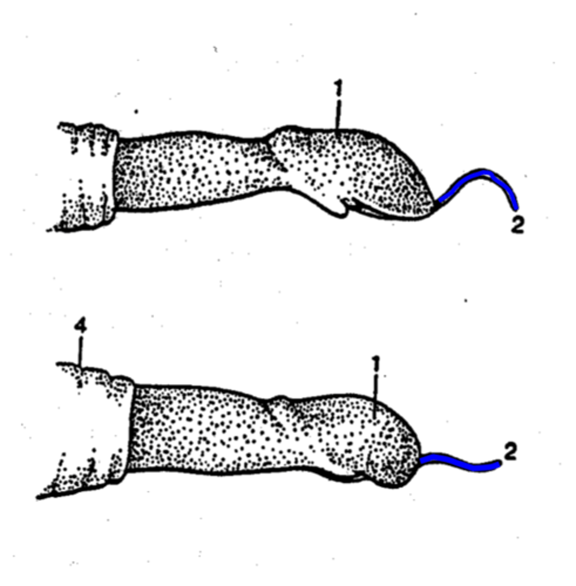 <p>Which penile structure is labeled 2 in the image?</p>
