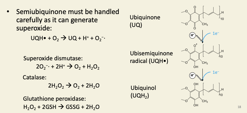 <p><span><span>Superoxide, hydroxyl radicals, peroxides, and other reactive oxygen species cause oxidative stress. One particularly lethal thing they can cause is lipid peroxidation, which is a free-radical chain-reaction that makes fats (</span><em><span>e.g. </span></em><span>membrane lipids) rancid. This would destroy the mitochondrion. Therefore mitochondria contain high concentrations of enzymes that scavenge and reduce these dangerous ROS molecules.</span></span></p>
