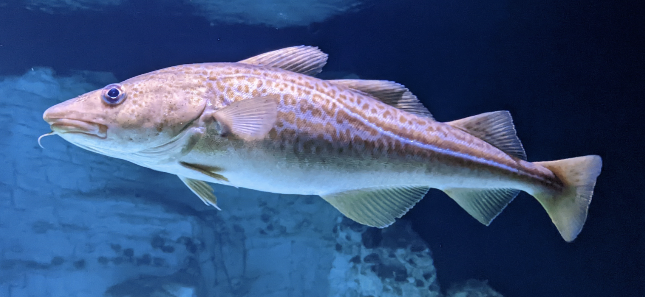 <p>cods, pollocks, hakes, rattails, etc</p><p></p><p></p><p>Key points:</p><p>global temperate marine, pelvics below&nbsp;or in front of pectorals (or absent), no spines, scales usually cycloid, maxilla excluded from gape, swim bladder physoclistic (not connected to the digestive tract)</p>