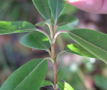 <p><em>Kalmia angustifolia</em></p>