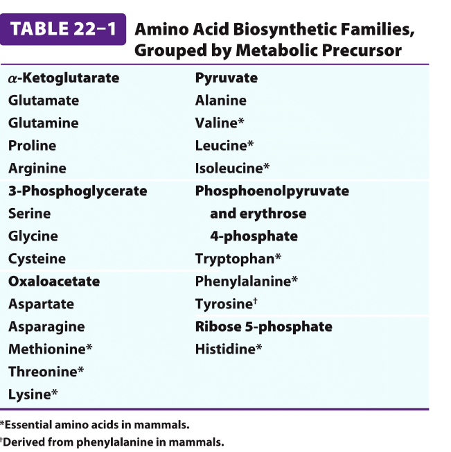 <p><em> ) salvage pathway -<br>using available riboses<br>and bases-</em><strong>recycles free bases or nucleosides</strong> derived from the breakdown of DNA and RNA.<em><br><br></em>*) de novo pathway-&gt;<br>synthesized from ribo 5 <br>phosphate + CO2-R + NH3</p><p>From scratch-using small precursor molecules such as amino acids, carbon dioxide, and ribose-5-phosphate.</p>