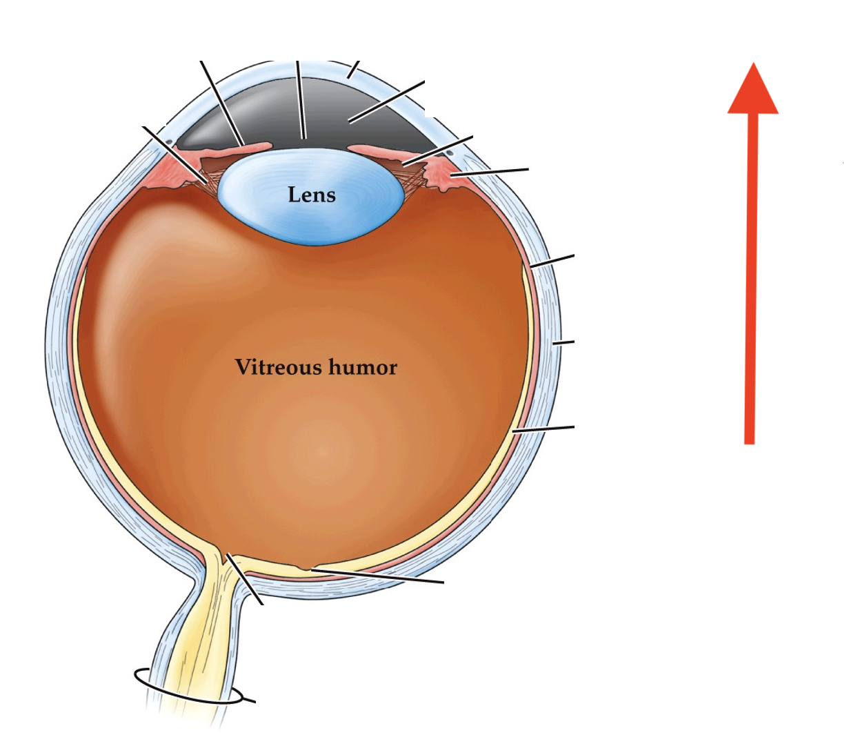 <p>what direction of the eye is this?</p>