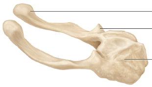 <p>What bone is this?</p>