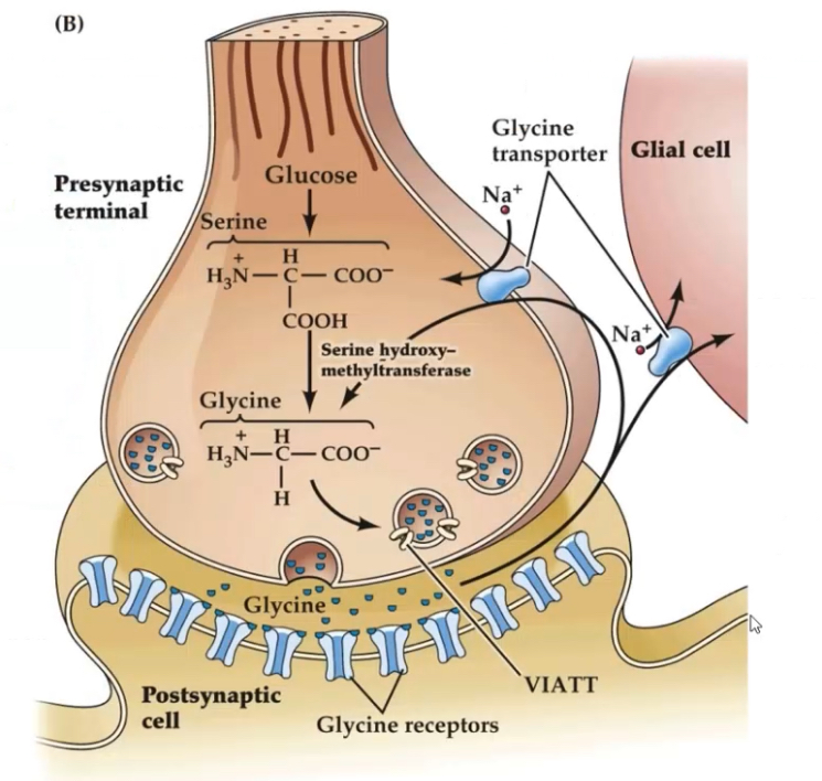 <p><span>Packed into vesicles via VIAAT / VGAT, same transporter as GABA.</span></p><p class="p1"><span>	</span></p><p class="p1"><span>Vesicles are oval in inhibitory terminals.</span></p>