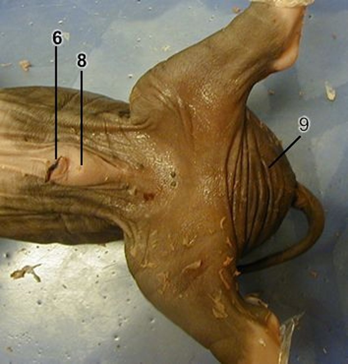 <p>-Near the hind legs where the skin looks thin and puffy, forming two slightly rounded patches</p><p>-If Scrotum is present, the pig is male</p>