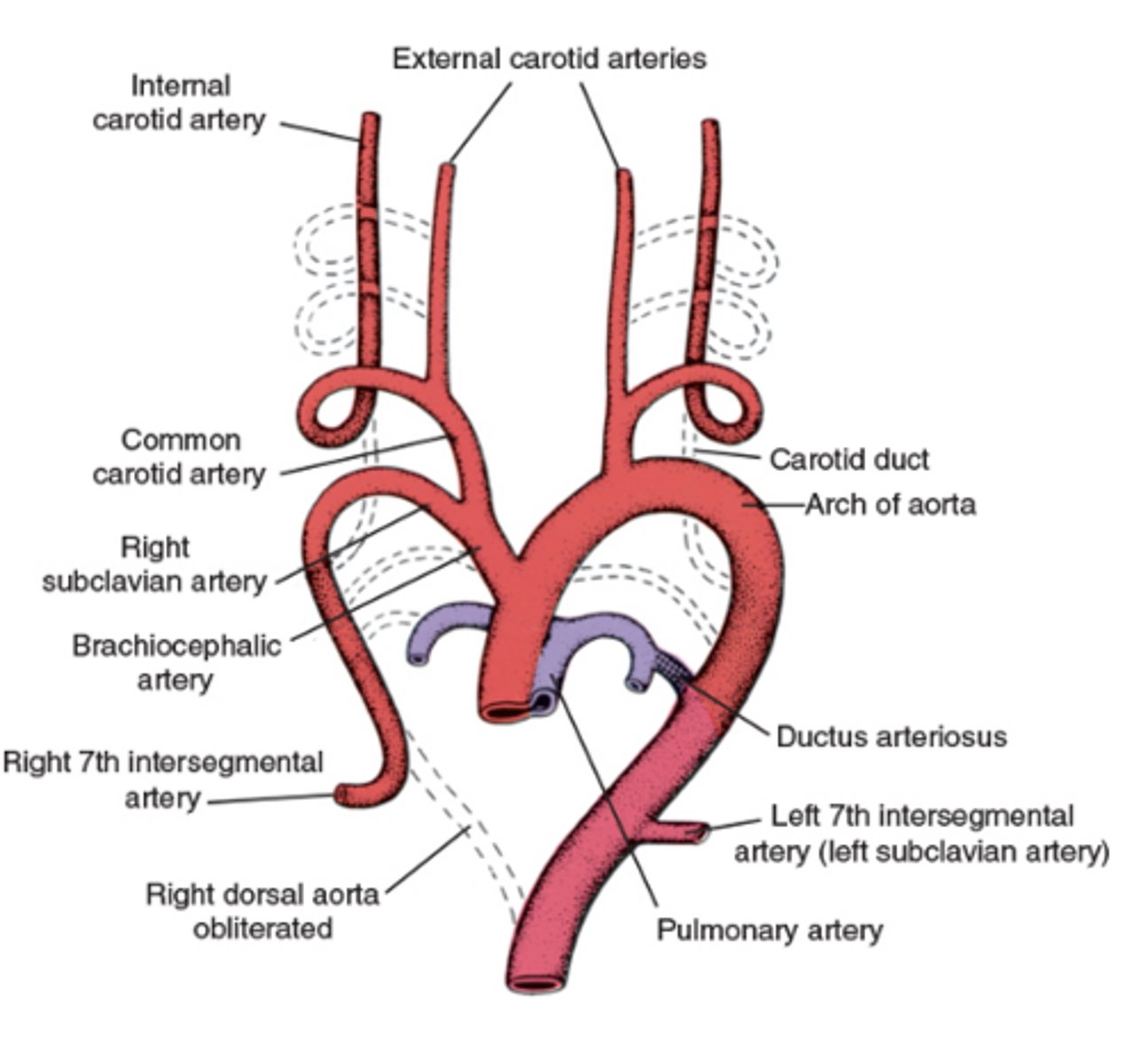 <p>Right pulmonary artery (think RP RP)</p>