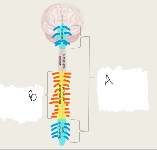 <p>B is which nervous system</p>