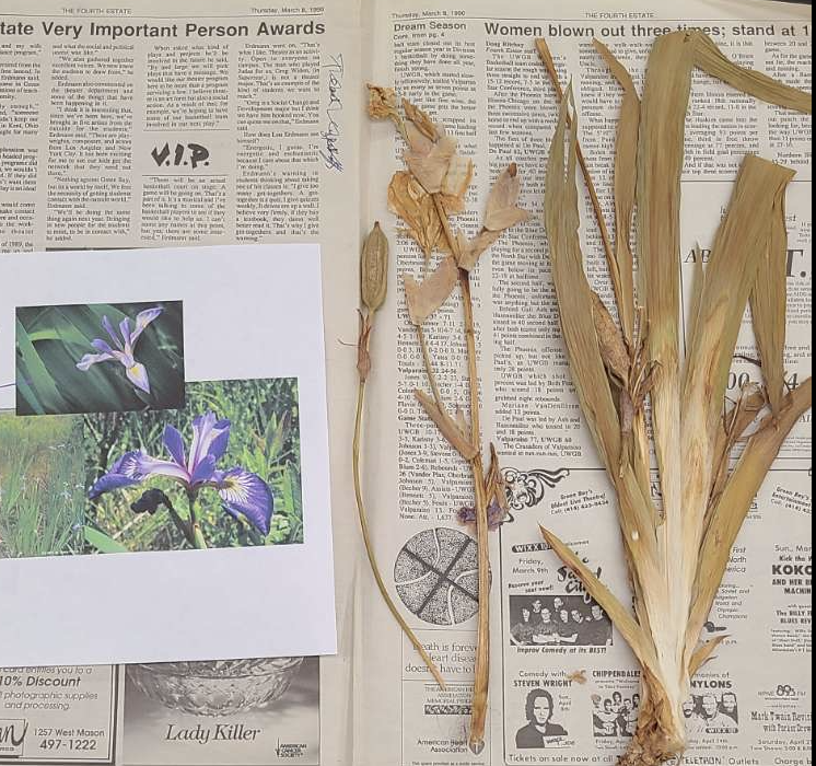 <p>plant?</p>
