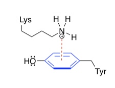 <p>What is this noncovalent interaction called?</p>