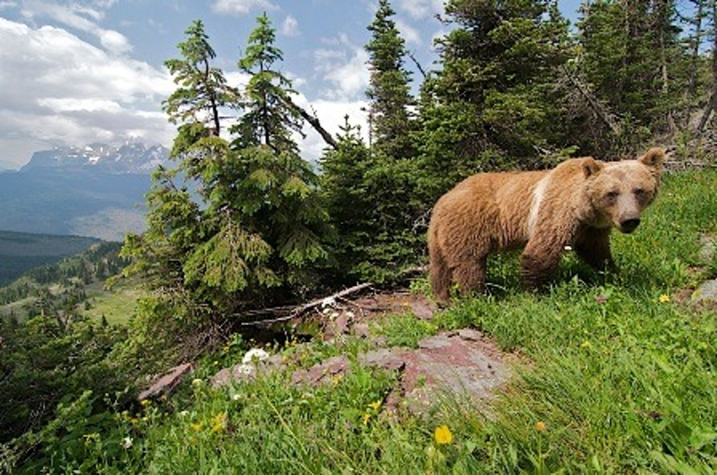 <p>Rebuilds a natural ecosystem</p>