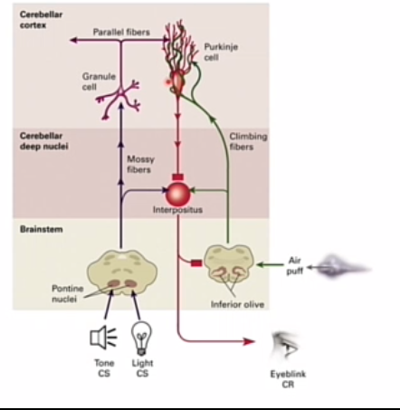 <p>US IO > CF == info van US > purkinje cellen </p><p></p><p>CS in paars > mossy fibers > sensorische info > beinvloeden ook purkinje cellen > </p><p></p><p>komen die twee stromen samen in purkinje cell</p><p>inhiberen interpositus </p><p>> hoe act purkinje cell, hoe minder actief interpostitus</p>