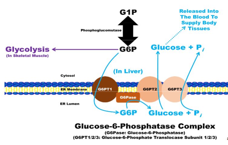 <ul><li><p><span style="color: rgb(0, 0, 0);">Composed of 4 subunits (continued...)</span></p><ul><li><p><span style="color: rgb(0, 0, 0);">A. G6P translocase subunit 2 (G6PT2): transports glucose from ER lumen into</span><span style="color: rgb(0, 0, 0);"><br></span><span style="color: rgb(0, 0, 0);">cytosol</span></p></li><li><p><span style="color: rgb(0, 0, 0);">B. G6P translocase subunit 3 (G6PT3): transports Pi from ER lumen into cytosol</span></p><ul><li><p><span style="color: rgb(0, 0, 0);">II. Glucose exported into blood through GLUT2</span><span style="color: rgb(0, 0, 0);"><br></span></p></li></ul></li></ul></li></ul><p><br></p>