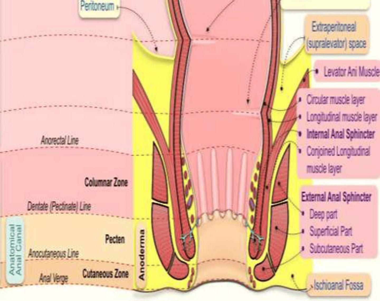 <p>Longitudinal folds in the rectal mucosa near the junction with the anal canal in ruminants.</p>