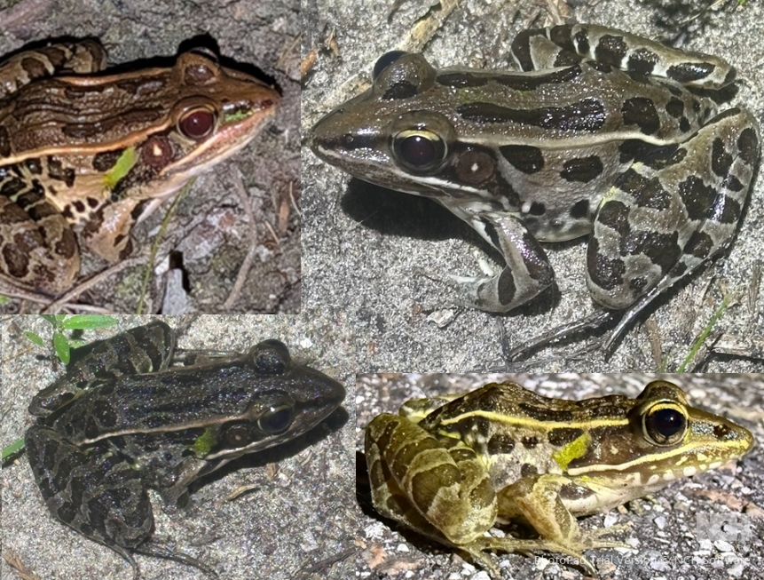 <p>Southern Leopard Frog, dark spots, light line on upper lip, pointy snout, light dorsolateral folds extending to groin, light spots on eardrums</p>