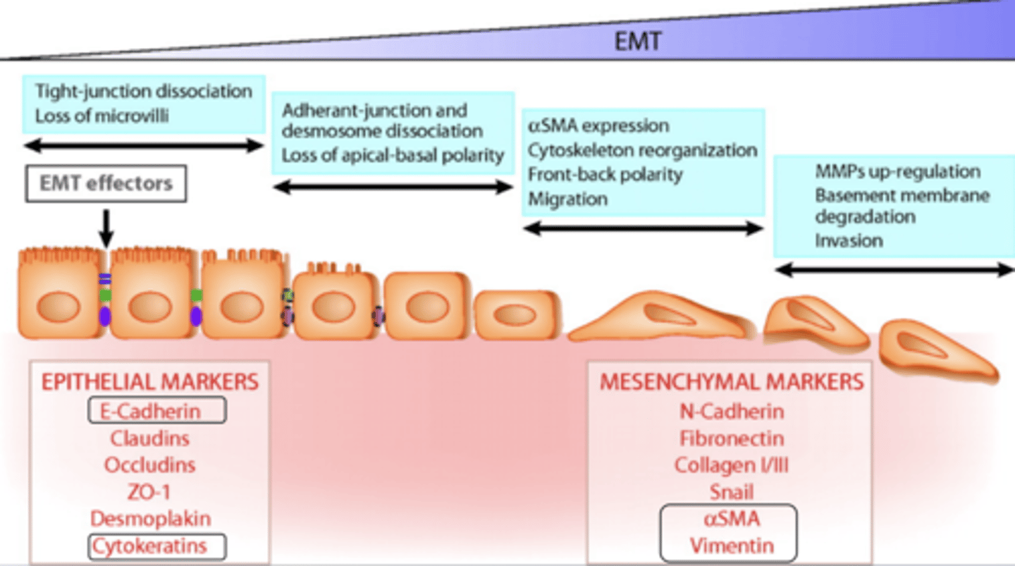 <p>model for transition to metastatic cancer cells</p><p>usually in carcinomas</p>