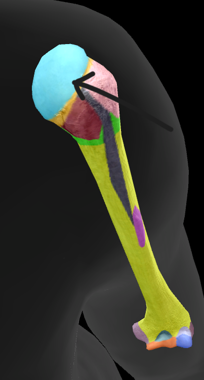 term image