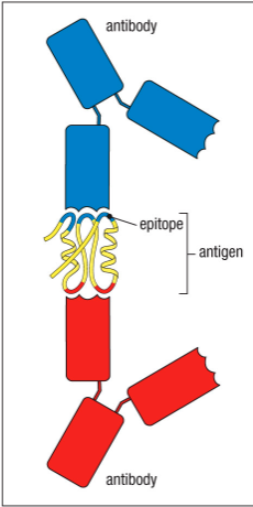 <p>Two Abs can recognize different epitopes on the same antigen</p>