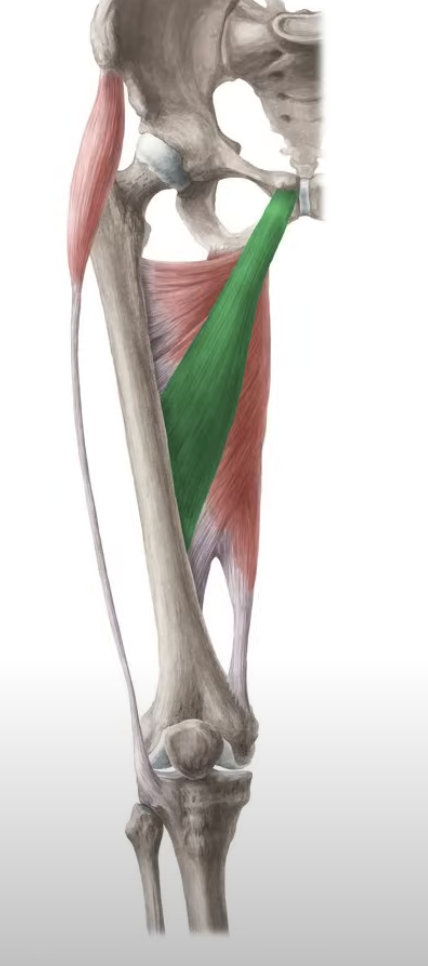 <p>adduct and flex the thigh</p>