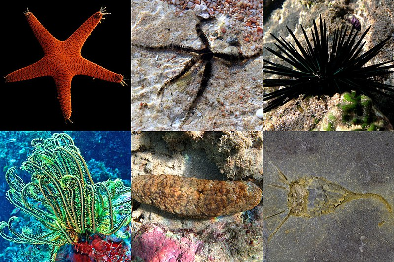 <p>Echinodermata (Ex: star fish, sea stars) and all more derived. </p>