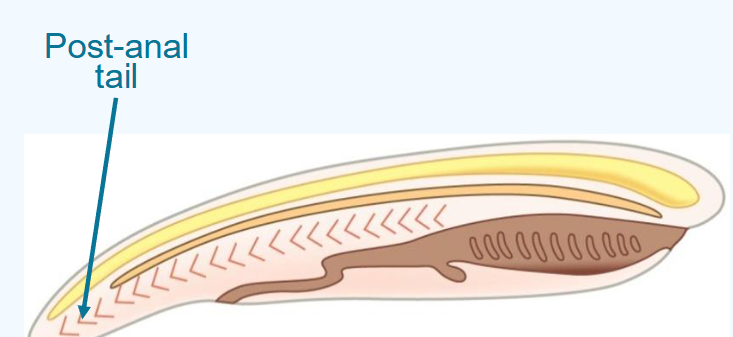 <ul><li><p>chordates have a tail posterior to the anus</p></li><li><p>contains skeletal elements and muscles</p></li><li><p>provides propulsion in many aquatic species</p></li><li><p>reduced or lost in many species</p></li></ul><p></p>