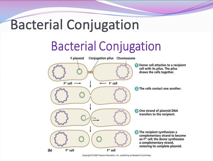<ul><li><p>some bacteria exchange some of their DNA through a conjugation tube to another bacterium (pilus)</p></li><li><p>usually plasmid DNA not genomic DNA</p></li><li><p>plasmid DNA: small, extrachromosomal DNA molecule within a cell, physically separated from chromosomal DNA, replicates independently </p></li></ul><p></p>