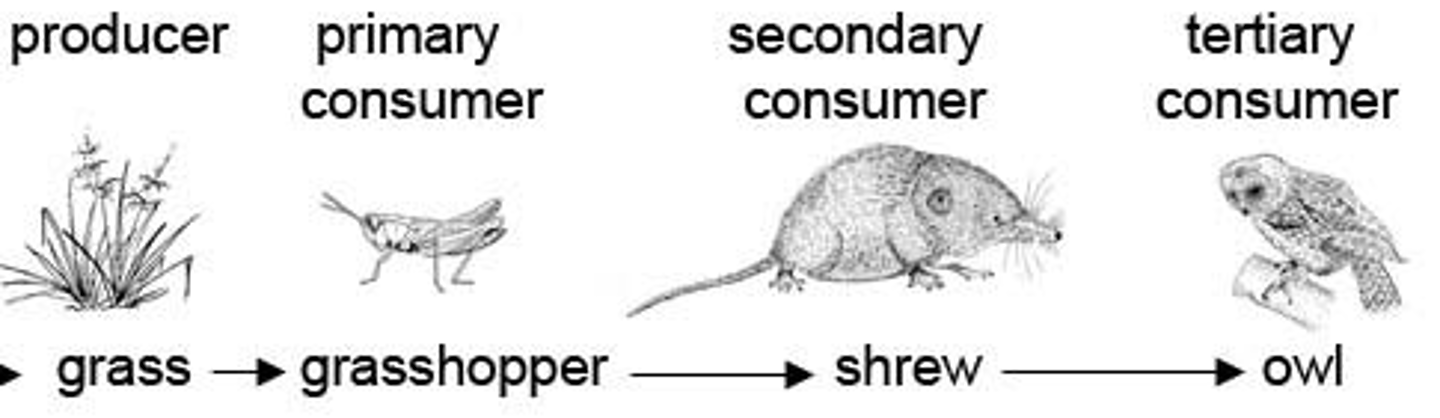 <p>series of steps in an ecosystem in which organisms transfer energy by eating and being eaten</p>