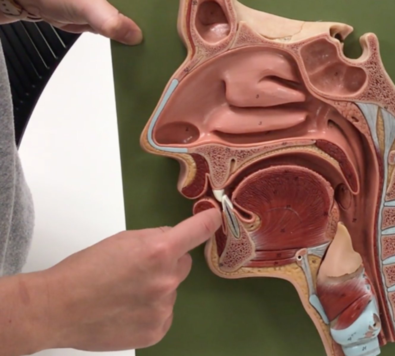 knowt flashcard image