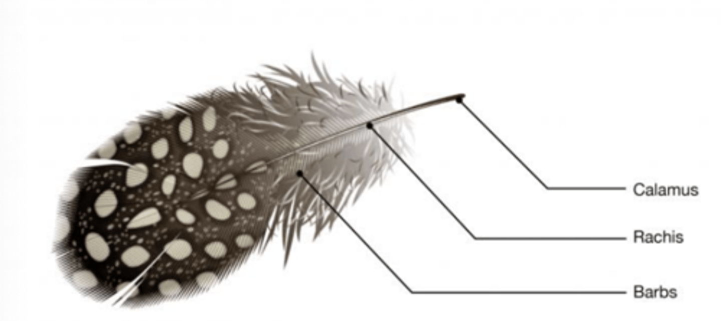 <p>What kind of feather is this?</p>