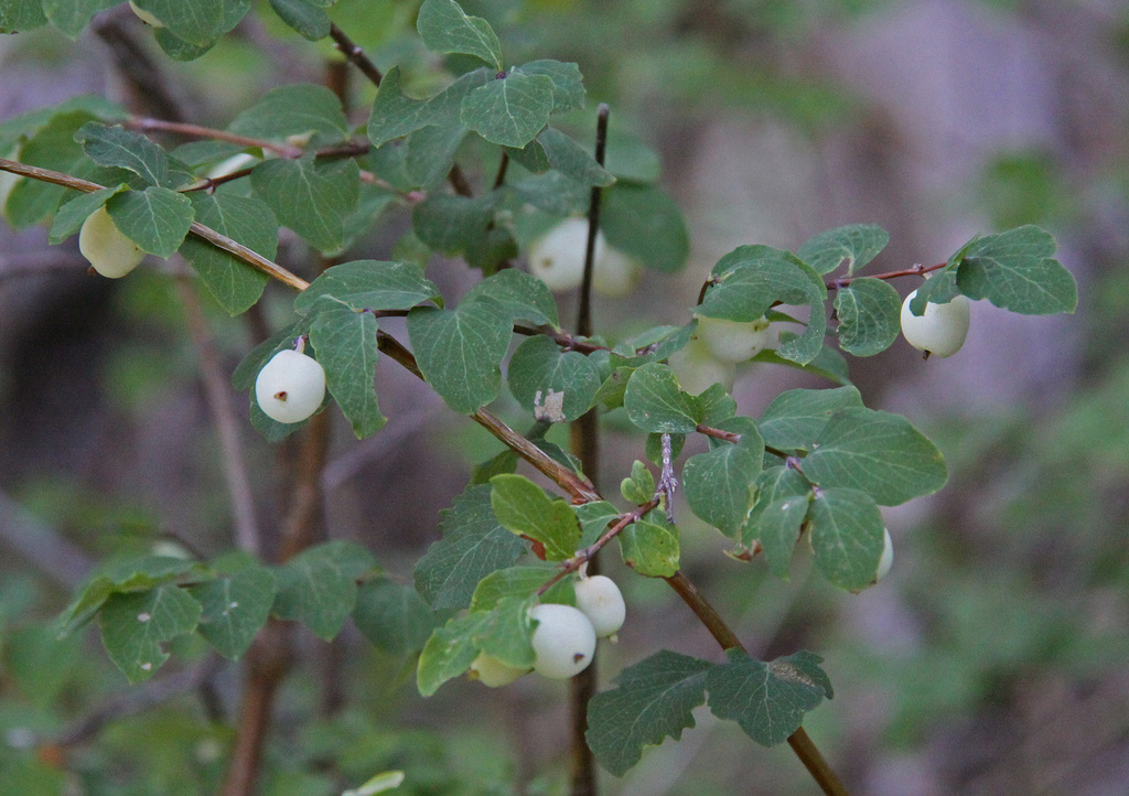 <p>Symphoricarpos oreophilus - snowberry</p>