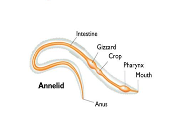 <p>Based on this figure Annelids have a complete ___ and it forms a(n) ___</p>