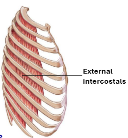<ul><li><p>Located <strong>between ribs</strong>, superficial → deep</p><ul><li><p>Fiber direction = <strong>“hands in your pockets”</strong></p></li><li><p><strong>More superficial</strong> than internal intercostals</p></li></ul></li><li><p><strong>Function: Elevate ribs → inspiration</strong><br></p></li></ul><p></p>