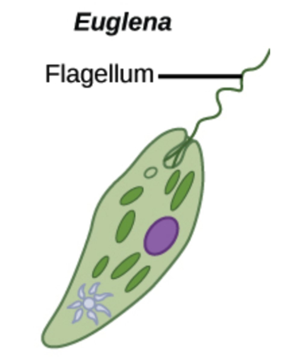 <p>heterotrophism</p>