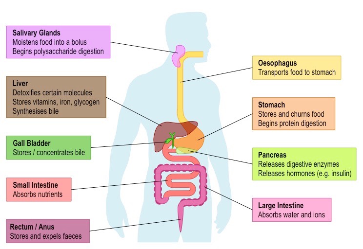 <ul><li><p><span style="font-family: Arial">Stomach is a ‘J’-shaped bag and be connected to the oesophagus and small intestine</span></p></li><li><p><span style="font-family: Arial">Liver should look like a right-angled triangle and be superimposed to the left of the stomach (right side of the human)</span></p></li><li><p><span style="font-family: Arial">Bile duct (connected to gall bladder) and pancreatic duct should both feed into a U-shaped bend of the small intestine</span></p></li><li><p><span style="font-family: Arial">Small intestine should be thinner in width than the large intestine</span></p></li></ul>