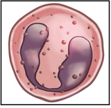 <ul><li><p><span style="background-color: transparent;"><span>Granulocyte = contains granules</span></span></p></li><li><p><span style="background-color: transparent;"><span>Bi-lobed nucleus </span></span></p></li><li><p><span style="background-color: transparent;"><span>Cytoplasm filled with pink-staining granules (hence ‘eosino-’)</span></span></p></li><li><p><span style="background-color: transparent;"><span>First defenders against parasites (e.g. worms)</span></span></p></li></ul><p></p>