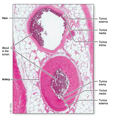 <p>artery and vein that lie next to each other, serve same body region</p>