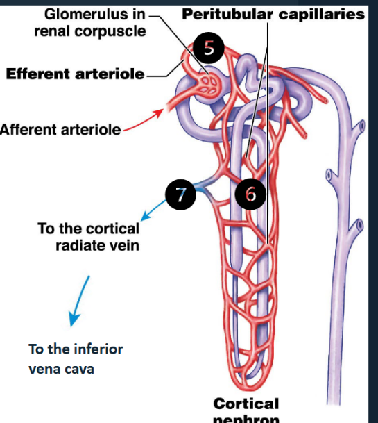 <p><span style="color: #0f0d0d">After entering the glomerulus via the afferent</span><span style="color: #0f0d0d"><br></span><span style="color: #0f0d0d">arteriole:</span><span style="color: #0f0d0d"><br></span><span style="color: #0f0d0d">(5) The efferent arteriole carries blood from the glomerulus to the peritubular capillaries</span><span style="color: #0f0d0d"><br></span><span style="color: #0f0d0d">(6) The peritubular capillaries surround the entire renal tubule</span><span style="color: #0f0d0d"><br></span><span style="color: #0f0d0d">• Collect water and solutes absorbed by the nephron.</span><span style="color: #0f0d0d"><br></span><span style="color: #0f0d0d">• Deliver other solutes to the nephron for secretion</span><span style="color: #0f0d0d"><br></span><span style="color: #0f0d0d">(7) The peritubular capillaries drain into cortical veins,</span><span style="color: #0f0d0d"><br></span><span style="color: #0f0d0d">which carry filtered blood back to the inferior vena cava</span></p>