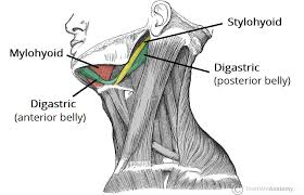 <ol><li><p>stapedius muscle</p></li><li><p>stylohyoid muscle</p></li><li><p>posterior belly of the digastric </p></li></ol><p></p>