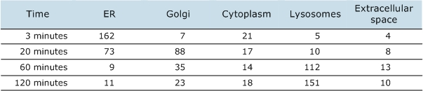 <p><span><span>Scientists can track the movement of proteins through the endomembrane system using an approach known as a pulse-chase experiment. This experiment involves</span></span></p><ul><li><p><strong>the “pulse” phase</strong>: Cells are exposed to a high concentration of a radioactively labeled amino acid for a short period to tag proteins that are being synthesized.</p></li><li><p><strong>the “chase” phase</strong>: Any unincorporated radioactively labeled amino acids are washed away and large amounts of the same, but unlabeled, amino acid are added.</p></li></ul><p><span><span>Only those proteins synthesized during the brief pulse phase are radioactively tagged. These tagged proteins can be tracked through the chase period to determine their location in the cell. The data below were obtained from a pulse-chase experiment in which cells were examined at different times during the chase period. The numbers represent the radioactivity (measured in counts per minute) recorded at each of the indicated sites. The higher the number, the greater the radioactivity.</span></span></p><p><span><strong><span>Based on these data, what is the most likely function of the cells in this experiment?</span></strong></span></p><table style="min-width: 25px;"><colgroup><col style="min-width: 25px;"></colgroup><tbody><tr><td colspan="1" rowspan="1" style="margin: 0px; padding: 0.3em; position: relative;"><p>muscle contraction</p></td></tr><tr><td colspan="1" rowspan="1" style="margin: 0px; padding: 0.3em; position: relative;"><p>detoxification</p></td></tr><tr><td colspan="1" rowspan="1" style="margin: 0px; padding: 0.3em; position: relative;"><p>secretion</p></td></tr><tr><td colspan="1" rowspan="1" style="margin: 0px; padding: 0.3em; position: relative;"><p>phagocytosis</p></td></tr></tbody></table><p></p>