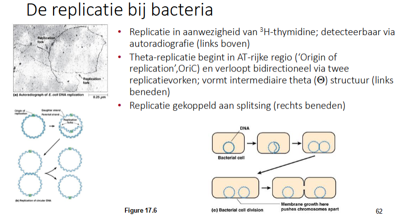 <ul><li><p>Replicatie in aanwezigheid van 3H-thymidine; detecteerbaar via autoradiografie (links boven)</p></li><li><p>Thèta-replicatie begint in AT-rijke regio (‘Origin of replication’, OriC) en verloopt bidirectioneel via 2 replicatievormen; vormt intermediaire thèta structuur (links beneden)</p></li><li><p>Replicatie gekoppeld aan splitsing (rechts beneden).</p></li></ul><p></p>
