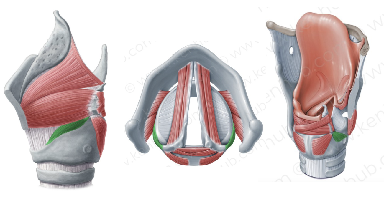 <ul><li><p>rotate the arytenoid cartilages inwards</p></li><li><p>adduct/ close the vocal folds during swallowing and shouting to forcibly close the vocal folds</p></li></ul><p></p>