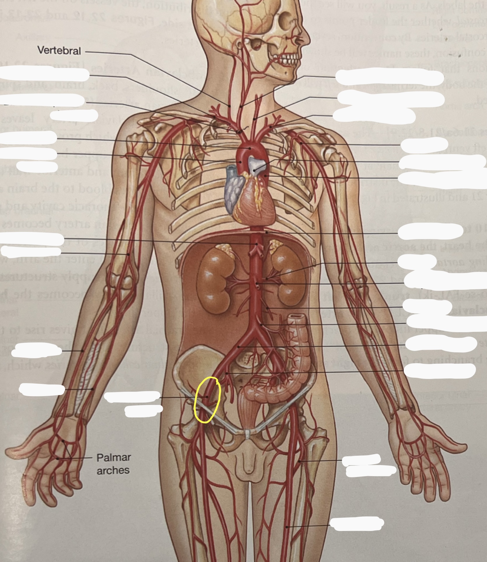knowt flashcard image