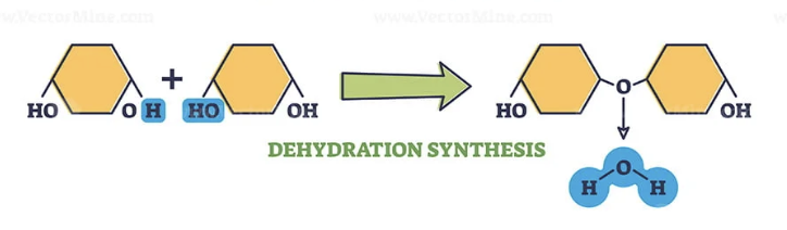 <p>A process that combines monomers by removing water </p>