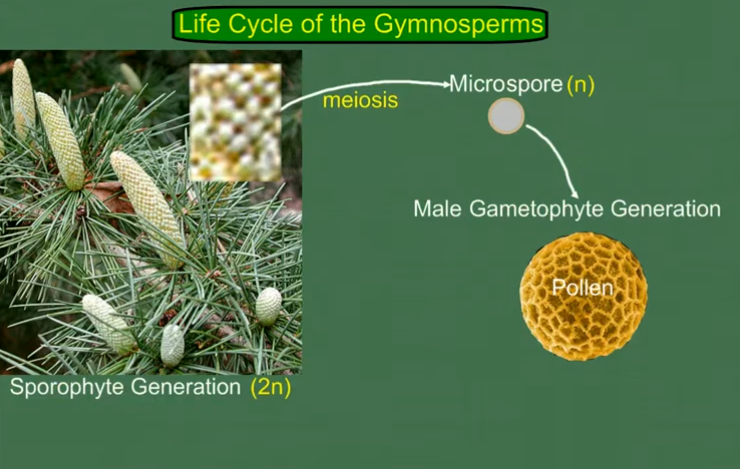 <p>Në foto paraqitet gjeneracioni sporofit (që prodhon spore) dhe është diploid (2n). Nga krijimi i mikrosporeve (n) zhvillohet gametofiti mashkullor - poleni.</p><p>Qelizat spermale i bart gypi i polenit të cilin e formon shtresa e brendshme (INTINA) e kokërrzës së polenit</p>