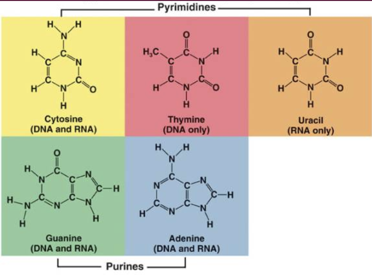 <ul><li><p>Pyrimidines</p><ul><li><p>Cytosine </p><ul><li><p>Present in DNA &amp; RNA</p></li></ul></li><li><p>Thymine</p><ul><li><p>Present in DNA</p></li></ul></li><li><p>Uracil</p><ul><li><p>Present in RNA</p></li></ul></li></ul></li><li><p>Purine</p><ul><li><p>Adenine</p><ul><li><p>Present in DNA &amp; RNA</p></li></ul></li><li><p>Guanine</p><ul><li><p>Present in DNA &amp; RNA</p></li></ul></li></ul></li></ul>