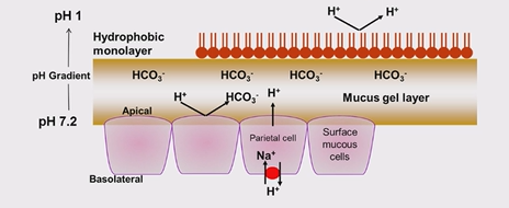 <p>vagal stimulation and irritation stimulate gastric mucous cells to secrete mucin (glycoprotein), these are cleaved by pepsin so need to be continulusly produced&nbsp;<br>gastric surface epithelial cells secrete HCO₃⁻ when stimulated by ACh, HCl and PGs, the HCO₃⁻ accumulates near the cell surface&nbsp;<br>HCO₃⁻ rich fluid is trapped near the apical border of the epithelium protecting the gastric surface epithelum, creates a&nbsp;‘microenvironment’<br>impermeable apical cell membrane has tight junctions limiting H⁺ ion diffusion&nbsp;</p>