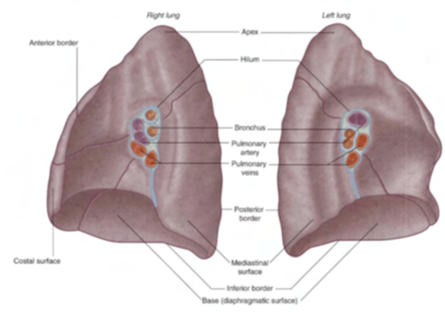 <p>. bronchi (sometimes already divided, sometimes not,</p><p>depending on the cut): they’ll be posterior</p><p>. Arteries: superior and anterior</p><p>. Veins: inferior</p>