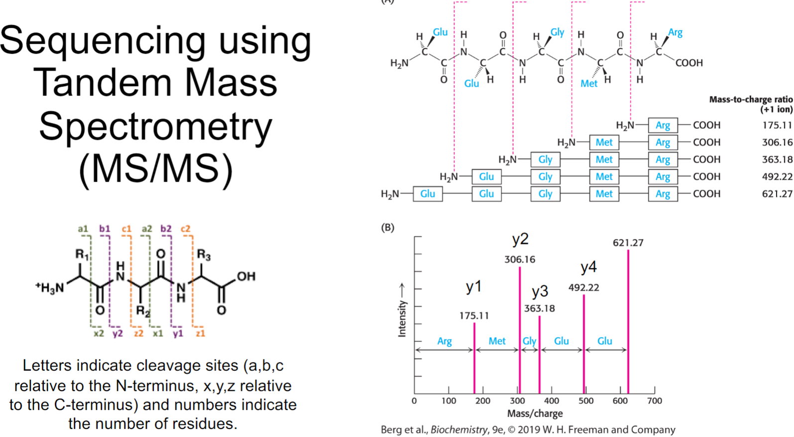 <ul><li><p>used to determine sequence of amino acid</p></li></ul>