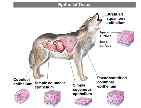 <p>Answer the following questions about epithelial tissue.</p><p></p><ol><li><p>How are its cells connected?</p></li><li><p>What are the three shapes of epithelial tissues and what do they resemble?</p></li><li><p>What are the three types of epithelial cell arrangements?</p></li></ol>